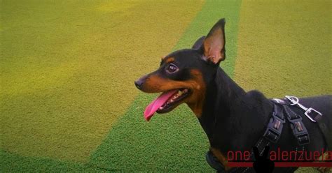 Veterinary Clinics and Grooming Centers in Valenzuela City.